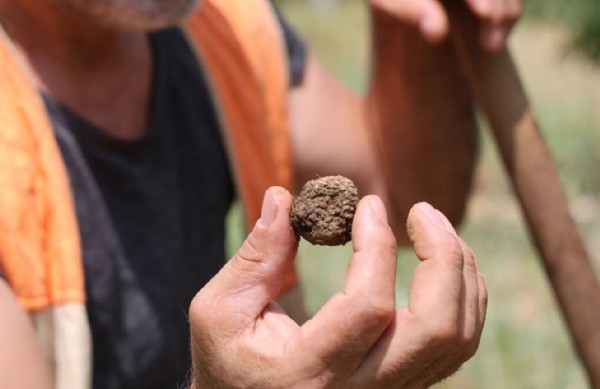 Kilosu 15 bin TL: Özel eğitimli köpeklerle aranıyor!
