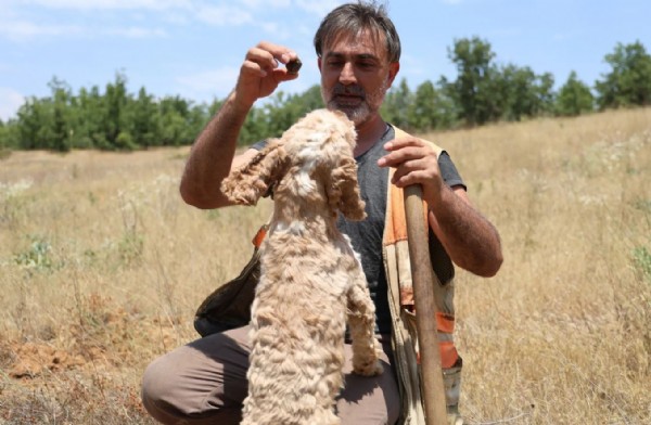 Kilosu 15 bin TL: Özel eğitimli köpeklerle aranıyor!