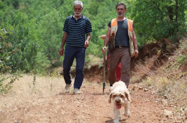 Kilosu 15 bin TL: Özel eğitimli köpeklerle aranıyor!