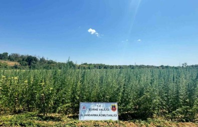 Ayçiçegi Tarlasina 2 Milyon Kök Kenevir Ekti