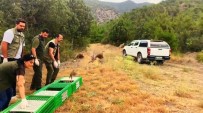 Sinop'ta 300 Kinali Keklik Dogaya Salindi Haberi
