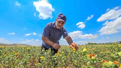 Tokat'ta Ilk Kez Ekti, Simdi Satacak Yer Ariyor