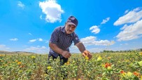 Tokat'ta Ilk Kez Ekti, Simdi Satacak Yer Ariyor Haberi