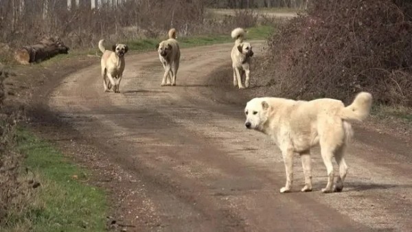 Başıboş köpek sorunu için 17 maddelik kanun teklifi! AK Parti'li Güler'den flaş açıklama