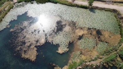 Bu çiçeği koparan yandı! Cezası 150 bin lira