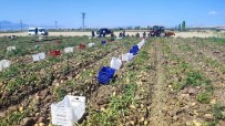 Dinar'da Patates Hasadi Basladi