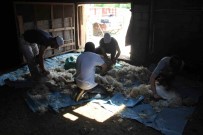 Havalarin Isinmasiyla Koyun Kirkma Mesaisi Basladi