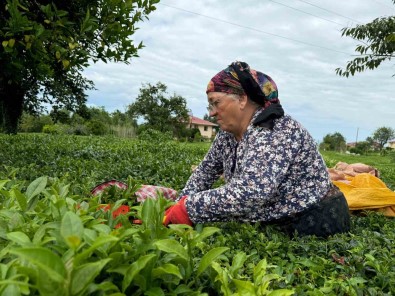 ÇAYKUR Kontenjani 25 Kilograma Düsürdü