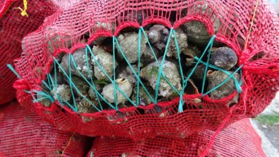 Yaz Döneminde Balikçilarin Geçim Kaynagi Deniz Salyangozu Ekonomik Katki Sagliyor