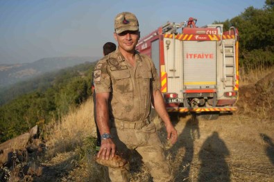 Kilis'te Yangin Ortasinda Kalan Kaplumbagayi Jandarma Kurtardi