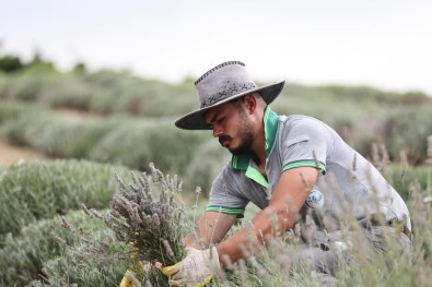 Merkezefendi'nin Mor Güzelliginde Hasat Tamamlandi