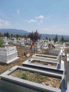 Mezarliklar Küçükbas Hayvanlarin Otlakligi Oldu
