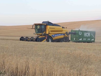 Sorgun'da 770 Bin Dekarda Hububat Hasadi Yapilacak