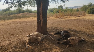 Yildirim Düsmesi Sonucu 5 Hayvan Telef Oldu