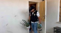 Evinden Uyusturucu Düzenegi Çikmisti, Tarlasinda Da Hint Keneviri Bulundu Haberi