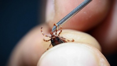Kene kâbusu bir ile daha sıçradı! Sağlık müdürlüğünden önemli uyarı