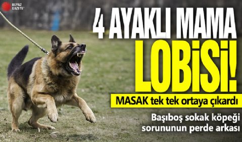 4 ayaklı mama lobisi deşifre edildi! MASAK'tan dikkat çeken rapor: Başıboş sokak köpeği sorununun perde arkası