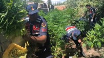 Aksaray'da Müstakil Evin Bahçesinde 592 Kök Kenevir Ve 4 Kilo Esrar Ele Geçirdi Haberi