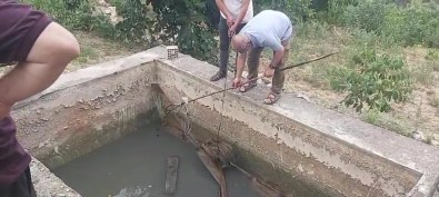 Amasya'da Sulama Havuzuna Düsen Yaban Domuzu Yavrusu Kurtarildi