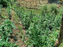 Bingöl'de Kenevir Ve Skunk Ele Geçirildi Haberi