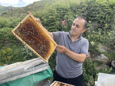 Dünyaca Ünlü Anzer Bali'nin Bu Yil Kilogram Satis Fiyati 4 Bin TL Oldu