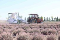 Karatay Lavanta Bahçeleri'nde Hasat Zamani