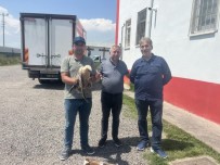 Kars'ta Yarali Sahin Tedavi Aylina Alindi Haberi