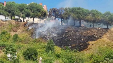 Sinop'ta Ot Yangini Açiklamasi Çam Agaçlari Zarar Gördü