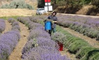 Yozgat'ta Hububata Alternatif Olarak Ekilen Lavanta Üreticinin Gözdesi Oldu Haberi