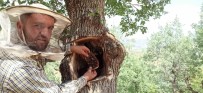 Agaçlarin Kovuklarindan Çikarilan Balin Kilosunu 8 Bin Liradan Alici Buluyor Haberi