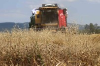 'Ayten Abla Bugdayi' Ilk Kez Hasatta Haberi