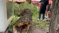 Bolu'da Yaya Yoluna Agaç Düstü Açiklamasi 1 Yarali Haberi