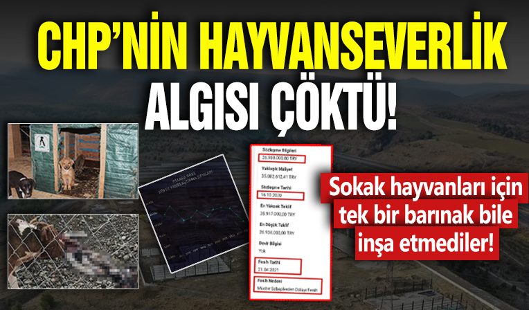 CHP'nin hayvanseverlik algısı çöktü: Sokak hayvanları için tek bir barınak bile inşa etmediler!