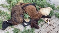 Karliova'da Basibos Köpekler Küçükbas Hayvanlari Telef Etti Haberi