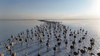 Tuz Gölünde Yavru Flamingolar Kanat Çirpmaya Basladi Haberi