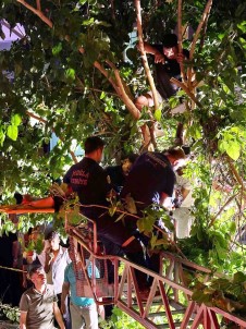 Aracin Çarptigi Motosiklet Sürücüsü 5 Metrelik Agaçta Asili Kaldi