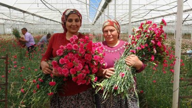 Isparta'nin Karanfilleri Avrupa'yi Renklendiriyor