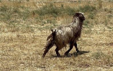 Su Kuyusuna Düsen Keçiyi Itfaiye Ekipleri Kurtardi