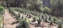 Bingöl'de Kenevir Ve Skunk Bitkisi Ele Geçirildi Haberi