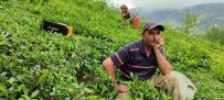 ÇAYKUR Günlük Çay Alim Kontenjanini Bu Kez De 20 Kilograma Düsürdü Haberi
