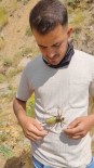 Çekirgeyle Evcil Hayvani Gibi Oynadi Haberi