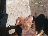 Kastamonu'da Çift Basli Buzagi Dogdu