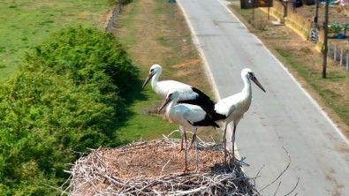 Leyleklerle Senlenen Deltadan Renkli Görüntüler