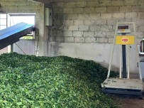 Lipton'a Vatandaslardan Fiyat Tepkisi Haberi