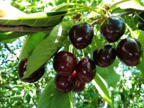 Bin 350 Rakimda Kiraz Hasadi