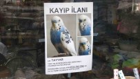 Muhabbet Kusunu Bulmak Için Her Yere Kayip Ilani Asti Haberi
