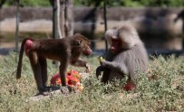 (Özel) Maymunlara Dondurma Sürprizi