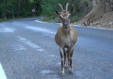 Tunceli'de Tuz Için Karayoluna Inen Koruma Altindaki Yaban Keçileri Görüntülendi