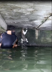 Iskelenin Altinda Mahsur Kalan Kedi Için Itfaiye Erleri Seferber Oldu