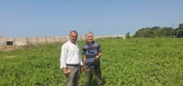 Sinop Karpuzu Hasat Için Geri Sayimda Haberi